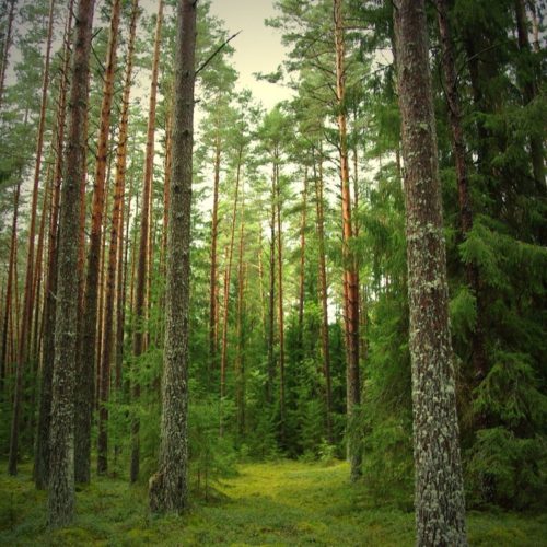 forest-pine-tree-500x500.jpg